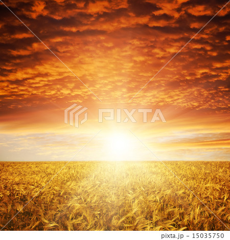 golden sunset over wheat field 15035750