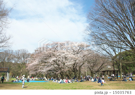 代々木公園の桜の写真素材
