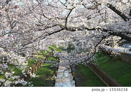 元住吉の桜 15036238