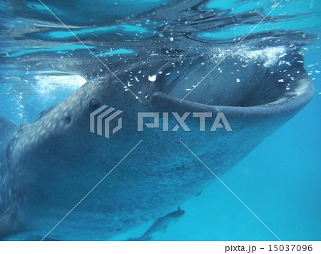 ジンベイザメ 15037096