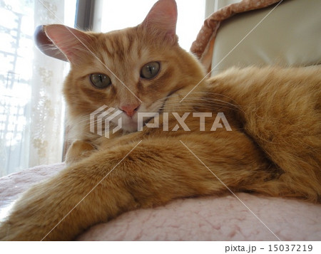 猫　おすまし 15037219