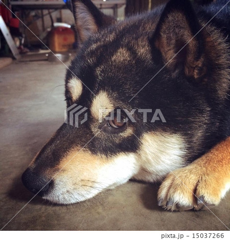 なにさなにさっ なにさなにさっ 15037266