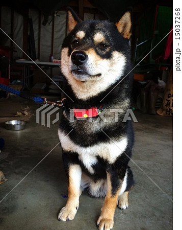 偉そうな態度 15037268