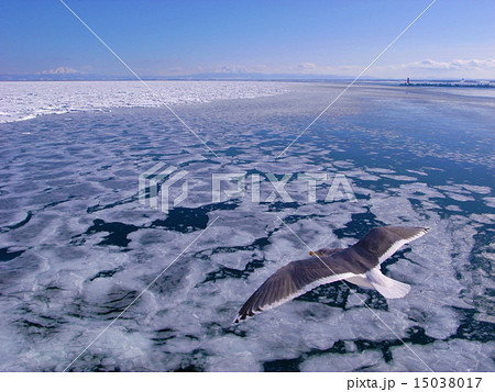 北海道網走　流氷の上を渡る海猫 15038017