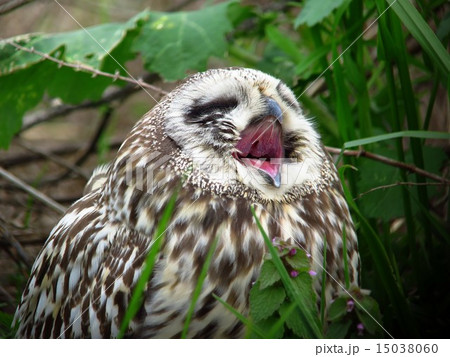 コミミズクⅥ 15038060