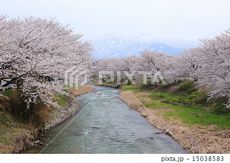 舟川べりのサクラ 15038583