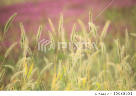 エノコロ草 15038651