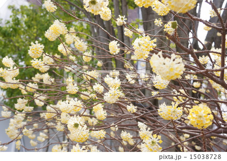 ミツマタ　 15038728