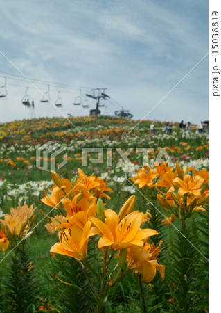 箱館山ユリ園の色とりどりのユリ 15038819