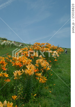 箱館山ユリ園と青空 15038820