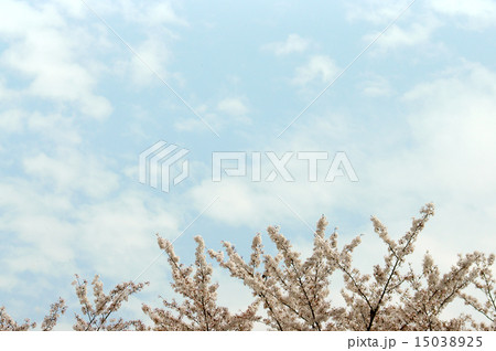 桜と空 15038925