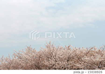 桜と空 15038926