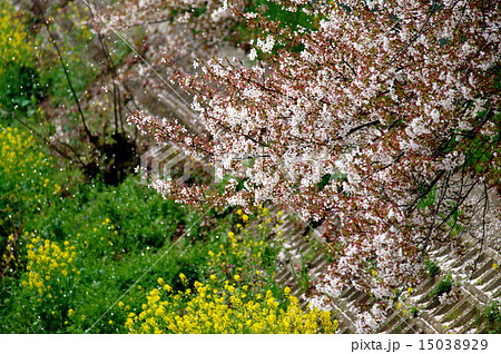 桜吹雪 桜吹雪 15038929