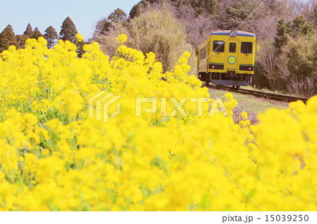 菜の花咲くいすみ鉄道 15039250