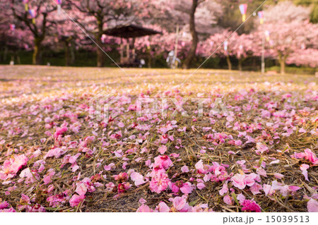 地面に落ちた満開の桜の花びらの写真素材