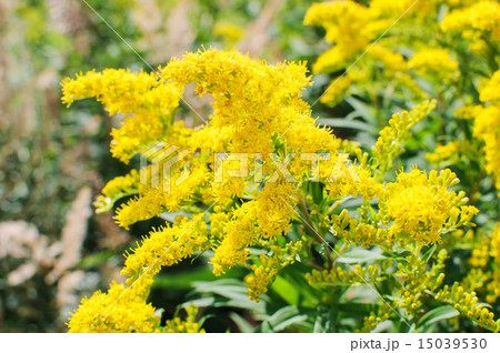 Blooming Goldenrod, Solidago flower Blooming Goldenrod, Solidago flower 15039530