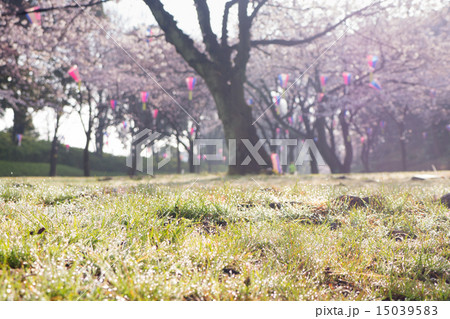 桜満開の公園の朝 桜満開の公園の朝 15039583