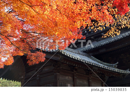 京都の紅葉 15039835