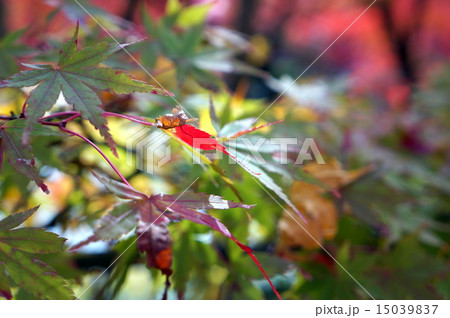 紅葉 15039837