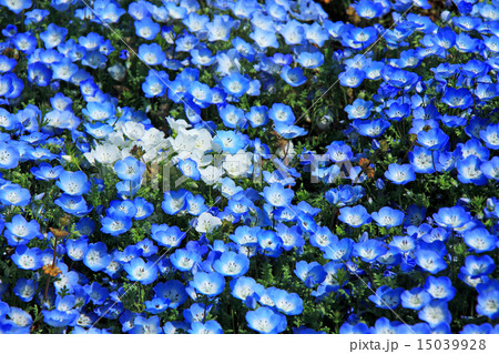 ネモフィラ ネモフィラ 15039928