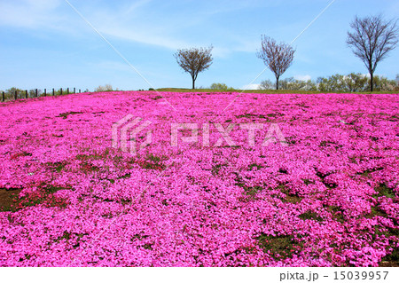 芝桜 芝桜 15039957