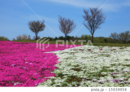 芝桜 15039958