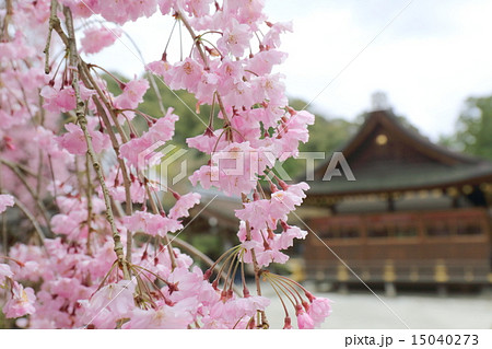 京都 上賀茂神社 みあれ桜と細殿 京都 上賀茂神社 みあれ桜と細殿 15040273
