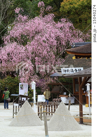 京都 上賀茂神社 みあれ桜と立砂 京都 上賀茂神社 みあれ桜と立砂 15040274