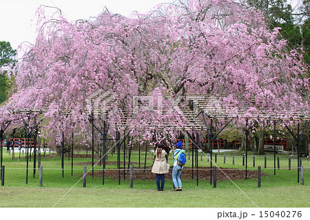 京都 上賀茂神社 斎王桜 京都 上賀茂神社 斎王桜 15040276