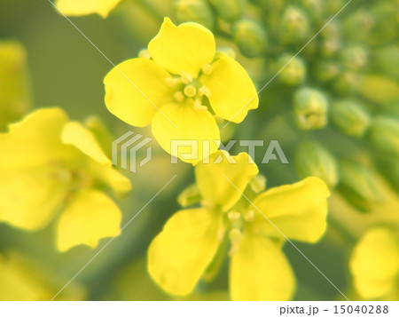 菜の花・菜の花畑イメージ（１３） 15040288