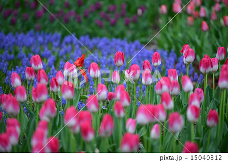 チューリップ 15040312