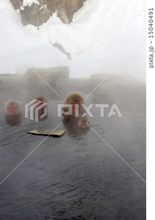 温泉に入る猿 15040491
