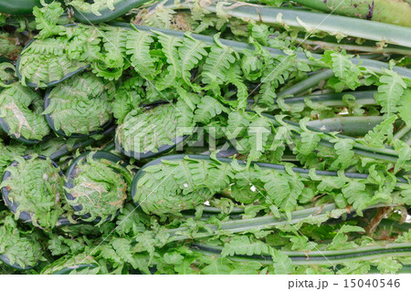 春の山菜　こごみ 15040546