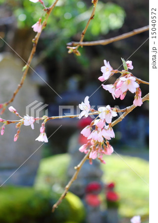 春の大隣寺 15040572
