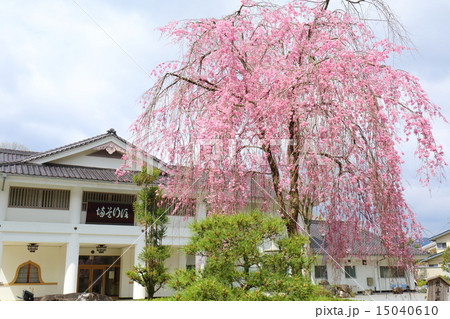京都　妙満寺　藤右衛門桜と信行道場 15040610