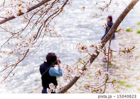 桜を楽しむカップル 15040623