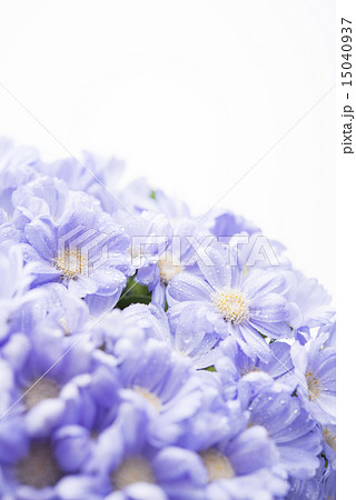 サイネリア 15040937