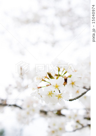 桜（ヤマザクラ） 15040974