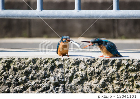 カワセミの求愛 15041101