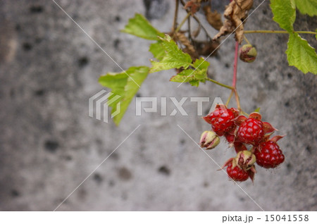 木いちご 木いちご 15041558