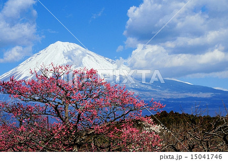 富士山と紅梅と雲と空 15041746