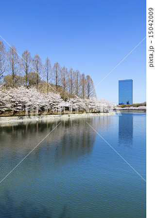 大阪城公園　桜 15042009