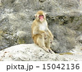 カメラ目線のお猿さん 15042136
