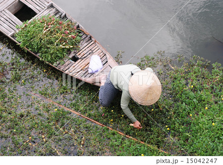 Harvesting vegetables 15042247
