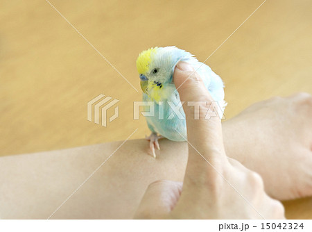セキセイインコ セキセイインコ 15042324