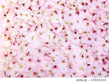 プレゼント背景素材 敷き詰めた桜の花のオブジェ ベタ横位置の写真素材