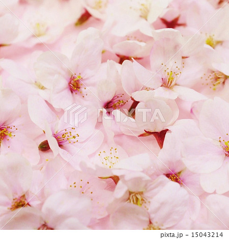 プレゼント背景素材 敷き詰めた桜の花のオブジェ ベタ正方形アップの写真素材