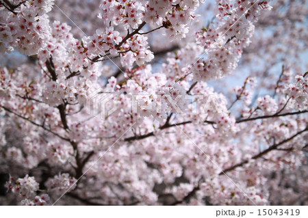 桜　ソメイヨシノ 15043419