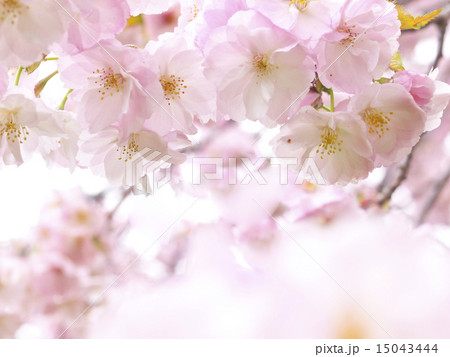 南殿 南殿 15043444