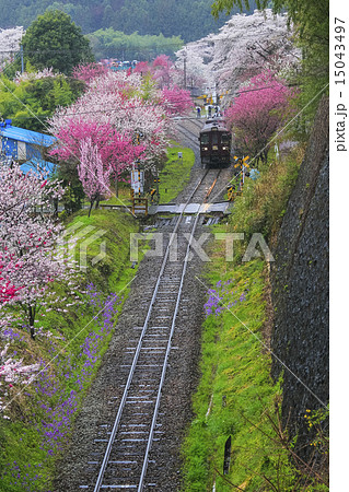 花桃のわたらせ渓谷鉄道８ 15043497